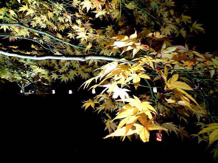 ライトアップされた紅葉の写真２