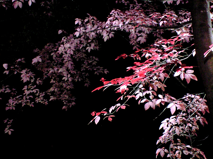 ライトアップされた紅葉の写真３