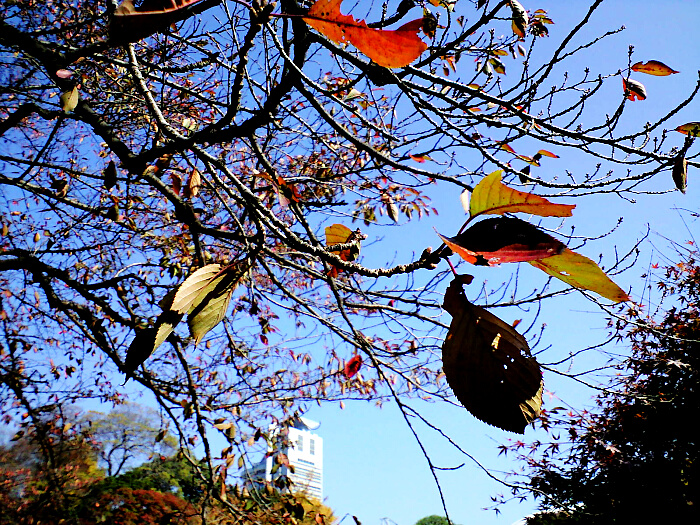 小石川後楽園の紅葉の写真３