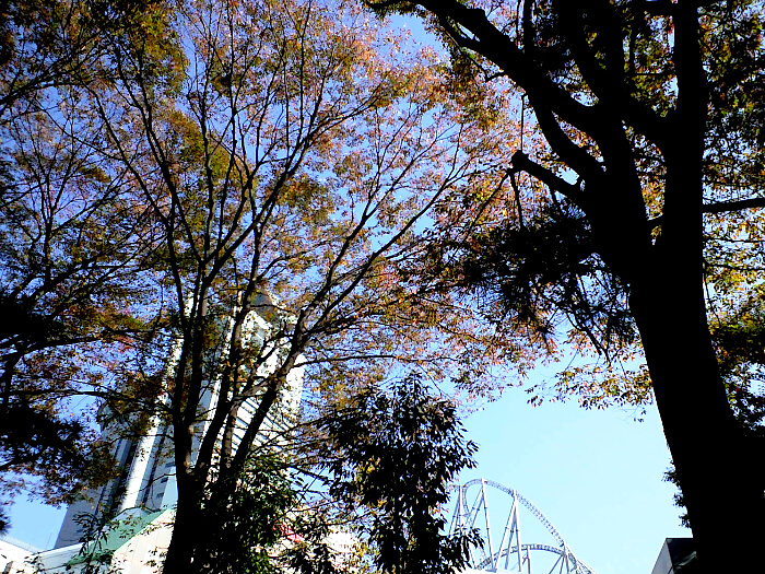 小石川後楽園の紅葉の写真４