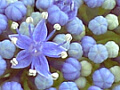 紫陽花の写真６
