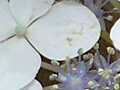 紫陽花の写真４