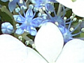 紫陽花の写真12