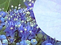 紫陽花の写真５