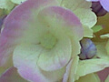 紫陽花の写真９