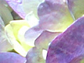 紫陽花の写真10