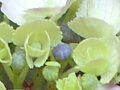 紫陽花の写真３