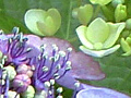 紫陽花の写真11