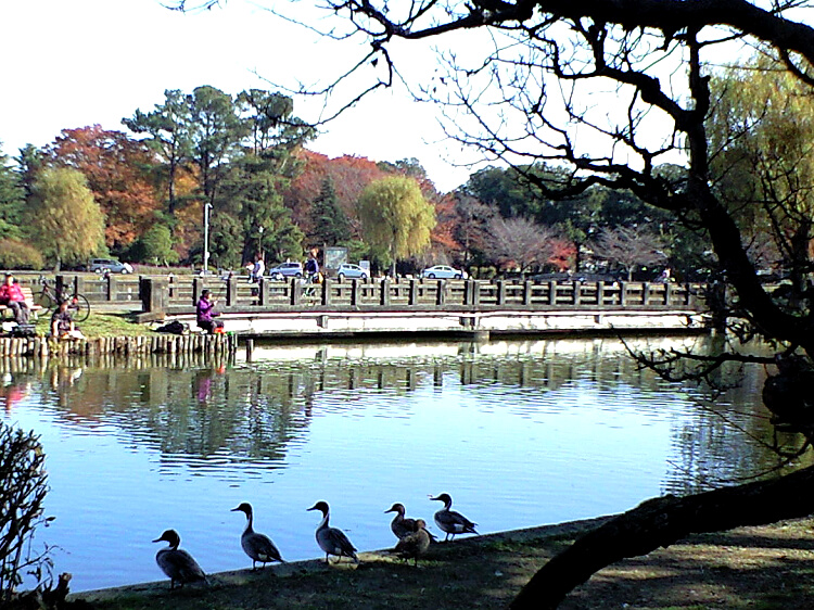 水城公園の池の写真