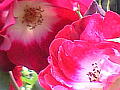 薔薇の写真12