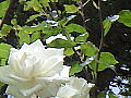 薔薇の写真４
