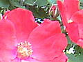 薔薇の写真11
