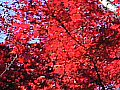 物見山の紅葉の写真３