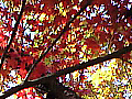物見山の紅葉の写真４