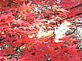 物見山の紅葉の写真６