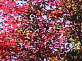嵐山渓谷の紅葉の写真１