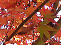 嵐山渓谷の紅葉の写真２