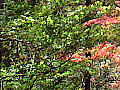 嵐山渓谷の紅葉の写真４