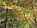 嵐山渓谷の紅葉の写真５