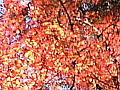 嵐山渓谷の紅葉の写真６