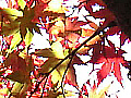 嵐山渓谷の紅葉の写真７
