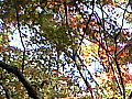 嵐山渓谷の紅葉の写真８