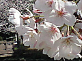 上沼公園の桜の写真１