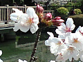 上沼公園の桜の写真２