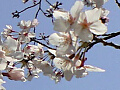 上沼公園の桜の写真３