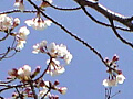 上沼公園の桜の写真４