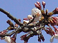 上沼公園の桜の写真５