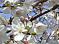 下沼公園の桜の写真１