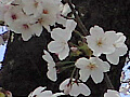 下沼公園の桜の写真３