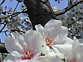 下沼公園の桜の写真４