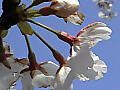 下沼公園の桜の写真５