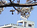 下沼公園の桜の写真６