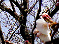 桃の花の写真１