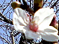 桜の花の写真２