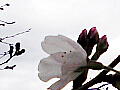 桜の花の写真２