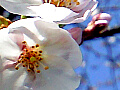 桜の花の写真３