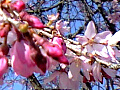 高麗川滝桜の写真２