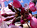 高麗川滝桜の写真１
