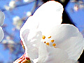 桜の花の写真６