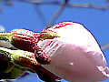 桜の花の写真１