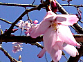 高麗川滝桜の写真３