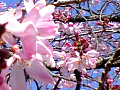 高麗川滝桜の写真４