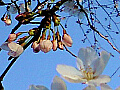桜の花の写真３
