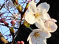 桜の花の写真４
