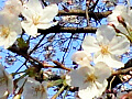 桜の花の写真６