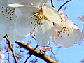 桜の花の写真７